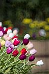 Colorful Tulips In Garden Stock Photo