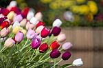 Colorful Tulips In Garden Stock Photo