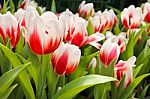 Colorful Tulips In Garden Stock Photo