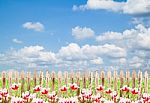 Colorful Tulips With Wood Fence Against Blue Sky Background Stock Photo