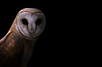 Common Barn Owl In The Dark Stock Photo