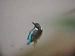 Common Kingfisher Stock Photo