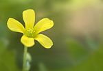 Common Yellow Wood-sorrel (oxalis Stricta) Stock Photo