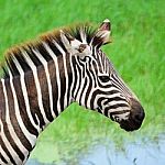 Common Zebra Stock Photo