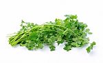 Coriander On White Background Stock Photo