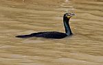 Cormorant Stock Photo