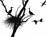 Cormorant Nest Stock Photo