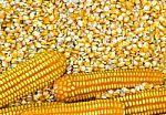 Corn Grains Stock Photo