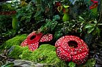 Corpse Flower Was Made Of Interlocking Plastic Bricks Toy (selective Focus At The Front Flower). Scientific Name Is Rafflesia Arnoldii, Rafflesia Kerrii. World's Largest Flower Stock Photo