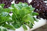 Cos Vegetable Salad Stock Photo