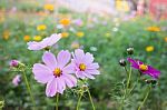 Cosmos Bipinnatus Spring Flowers In Field Stock Photo