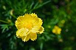 Cosmos Flower Stock Photo