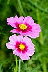 Cosmos Flower Stock Photo