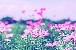 Cosmos Flower On A Green Meadow Stock Photo