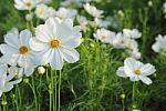 Cosmos Flowers Stock Photo