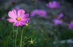 Cosmos Flowers Stock Photo