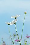 Cosmos Flowers Stock Photo