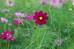 Cosmos Flowers Stock Photo