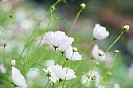 Cosmos Flowers Stock Photo