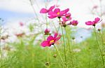 Cosmos Flowers At Beautiful In The Garden Stock Photo