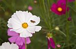 Cosmos Flowers At Beautiful In The Garden Stock Photo