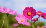 Cosmos Flowers At Beautiful In The Garden Stock Photo