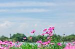 Cosmos Flowers Blooming In The Garden Stock Photo