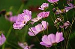 Cosmos Flowers Field Stock Photo