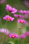 Cosmos Flowers Field Stock Photo