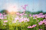 Cosmos Looking Through The Glass In Winter Stock Photo