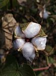 Cotton Flower Stock Photo