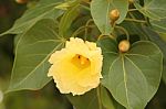 Cotton Flower Stock Photo