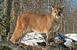 Cougar Stock Photo