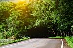 Country Road Green Tree And Sunbeam Stock Photo