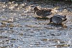 Couple Ducks In The River Stock Photo