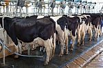 Cow Milking Facility Stock Photo