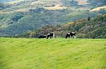 Cows On A Green Field And Blue Sky Stock Photo