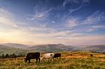 Cows On A Mountain Pasture. Autumn Hills Stock Photo