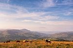 Cows On A Mountain Pasture. Autumn Hills Stock Photo