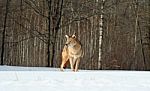 Coyote  Stock Photo