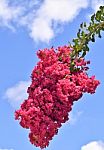 Crepe Myrtle Flower Branch Stock Photo