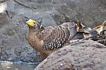 Crested Serpent Eagle Bird Stock Photo