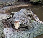 Crocodile Stock Photo