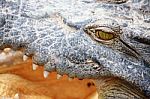 Crocodile Gape Stock Photo