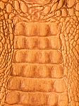 Crocodile Skin Stock Photo