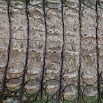 Crocodile Skin Texture Stock Photo