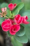 Crown Of Thorns Flowers (euphorbia Milli Desmoul) Stock Photo