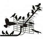 Crows On Aerial Stock Photo