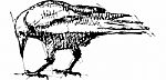 Crows Pen Drawing Stock Photo