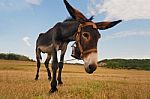 Curious Donkey Stock Photo